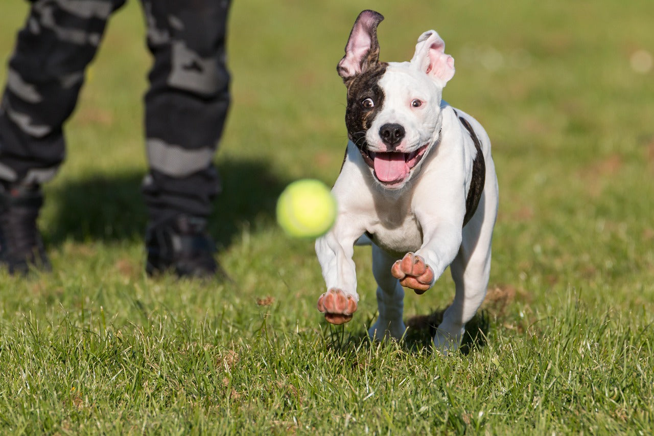 Pets Accessories