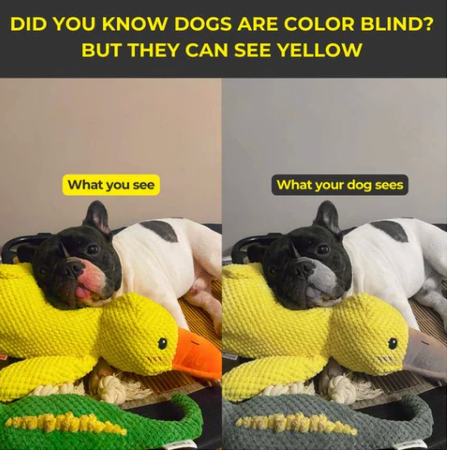 Calming Duck Plush Toy